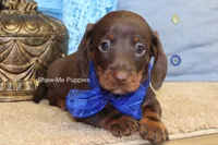 Manny, a male Miniature Dachshund for sale in West Plains, MO – 4 of 6