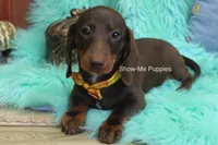 Manny, a male Miniature Dachshund for sale in West Plains, MO – 5 of 10
