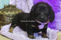 Nova, a female Miniature Dachshund for sale in West Plains, MO – 6 of 8