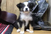 Trish, a female Miniature Australian Shepherd and Toy Australian Shepherd for sale in West Plains, MO – 3 of 10