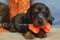 Joshua, a male Miniature Dachshund for sale in West Plains, MO – 2 of 10