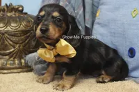 Joseph, a male Miniature Dachshund for sale in West Plains, MO – 3 of 8