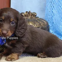 Zander, a male Miniature Dachshund for sale in West Plains, MO – Photo 3 of 8
