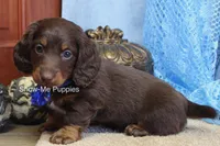 Zander, a male Miniature Dachshund for sale in West Plains, MO – Photo 3 of 8