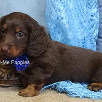 Zander, a male Miniature Dachshund for sale in West Plains, MO – Photo 5 of 8