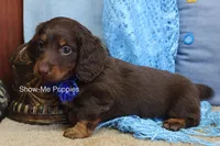 Zander, a male Miniature Dachshund for sale in West Plains, MO – Photo 5 of 8