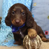 Zander, a male Miniature Dachshund for sale in West Plains, MO – Photo 8 of 8