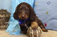 Zander, a male Miniature Dachshund for sale in West Plains, MO – Photo 8 of 8