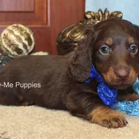 Zander, a male Miniature Dachshund for sale in West Plains, MO – Photo 7 of 8