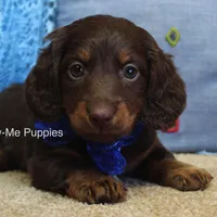Zander, a male Miniature Dachshund for sale in West Plains, MO – Photo 1 of 8