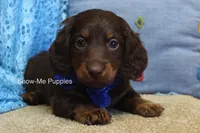 Zander, a male Miniature Dachshund for sale in West Plains, MO – Photo 1 of 8