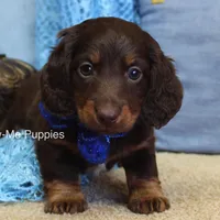 Zander, a male Miniature Dachshund for sale in West Plains, MO – Photo 2 of 8