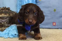 Zander, a male Miniature Dachshund for sale in West Plains, MO – Photo 2 of 8