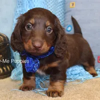 Zander, a male Miniature Dachshund for sale in West Plains, MO – Photo 6 of 8