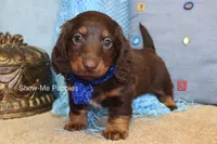 Zander, a male Miniature Dachshund for sale in West Plains, MO – Photo 6 of 8