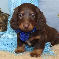 Zander, a male Miniature Dachshund for sale in West Plains, MO – Photo 4 of 8