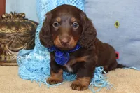 Zander, a male Miniature Dachshund for sale in West Plains, MO – Photo 4 of 8