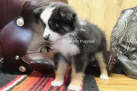 Trish, a female Miniature Australian Shepherd and Toy Australian Shepherd for sale in West Plains, MO – 8 of 10