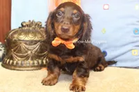 Franky, a male Miniature Dachshund for sale in West Plains, MO – 8 of 8