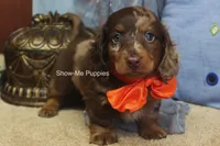 Mikey, a male Miniature Dachshund for sale in West Plains, MO – 3 of 10