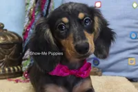 Josie, a female Miniature Dachshund for sale in West Plains, MO – 5 of 10