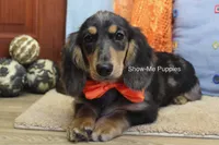 Joseph, a male Miniature Dachshund for sale in West Plains, MO – 1 of 10