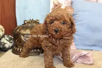 Keira, a female Poodle - Toy  for sale in West Plains, MO – 3 of 9