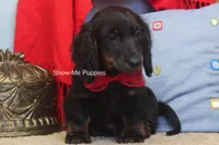 Lucas, a male Miniature Dachshund for sale in West Plains, MO – 6 of 8