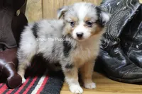 Tammi, a female Miniature Australian Shepherd and Toy Australian Shepherd for sale in West Plains, MO – 7 of 10