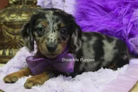 Natasha, a female Miniature Dachshund for sale in West Plains, MO – 4 of 10