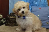 Connor, a male Maltipoo for sale in West Plains, MO – 2 of 9