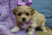 Carli, a female Maltipoo for sale in West Plains, MO – Photo 2 of 9