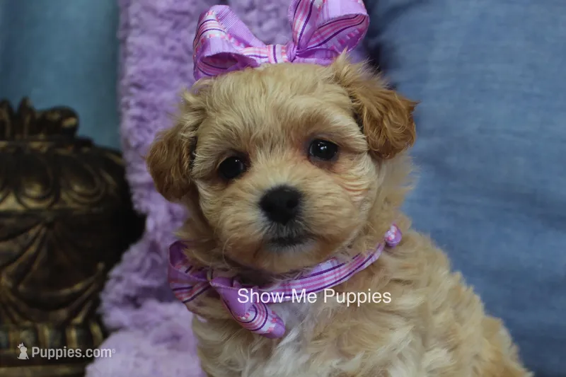 Carli – Maltipoo puppy for sale in West Plains, MO