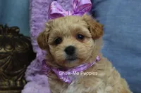 Carli, a female Maltipoo for sale in West Plains, MO – Photo 1 of 9