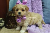 Carli, a female Maltipoo for sale in West Plains, MO – Photo 4 of 9