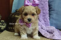 Carli, a female Maltipoo for sale in West Plains, MO – Photo 8 of 9