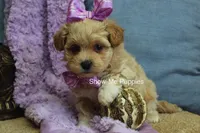 Carli, a female Maltipoo for sale in West Plains, MO – Photo 7 of 9