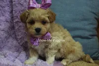 Carli, a female Maltipoo for sale in West Plains, MO – Photo 6 of 9
