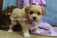 Carli, a female Maltipoo for sale in West Plains, MO – Photo 3 of 9
