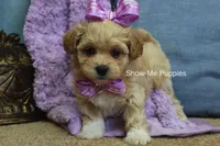 Carli, a female Maltipoo for sale in West Plains, MO – Photo 5 of 9