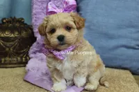 Carli, a female Maltipoo for sale in West Plains, MO – Photo 9 of 9