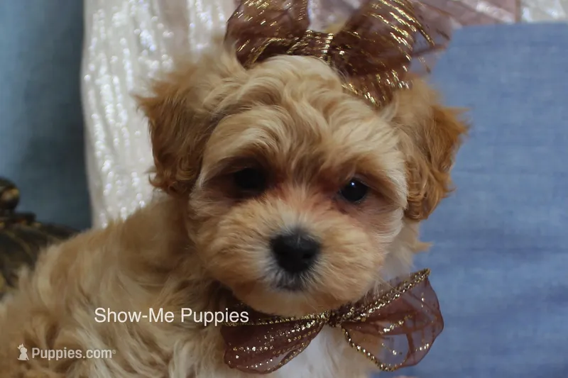 Carli – Maltipoo puppy for sale in West Plains, MO