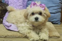 Ella Mae, a female Maltipoo for sale in West Plains, MO – 5 of 10