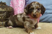 Harper, a female Miniature Dachshund for sale in West Plains, MO – 8 of 9