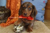 Derek, a male Miniature Dachshund for sale in West Plains, MO – 4 of 10