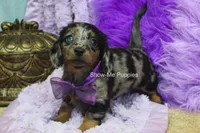 Natasha, a female Miniature Dachshund for sale in West Plains, MO – 6 of 10