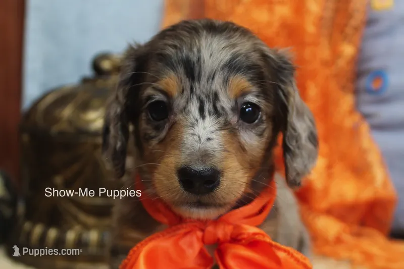 Levi – Miniature Dachshund puppy for sale in West Plains, MO