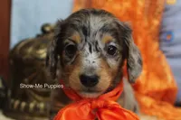 Levi, a male Miniature Dachshund for sale in West Plains, MO – 1 of 10