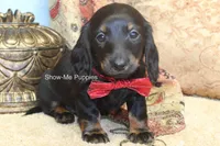 Nicole, a female Miniature Dachshund for sale in West Plains, MO – 4 of 10