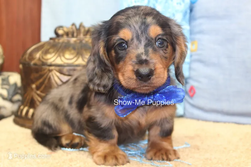 Ivan – Miniature Dachshund puppy for sale in West Plains, MO